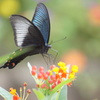 アゲハチョウ