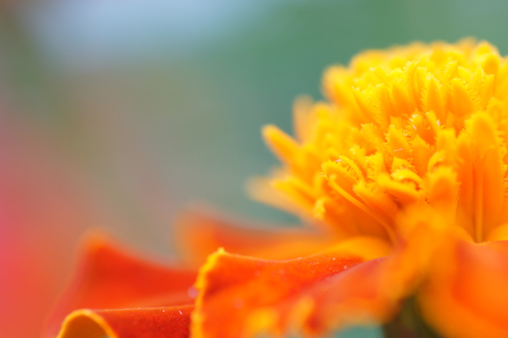 ♪イエローのなか♪