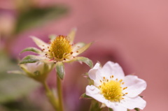 苺の花Ⅰ