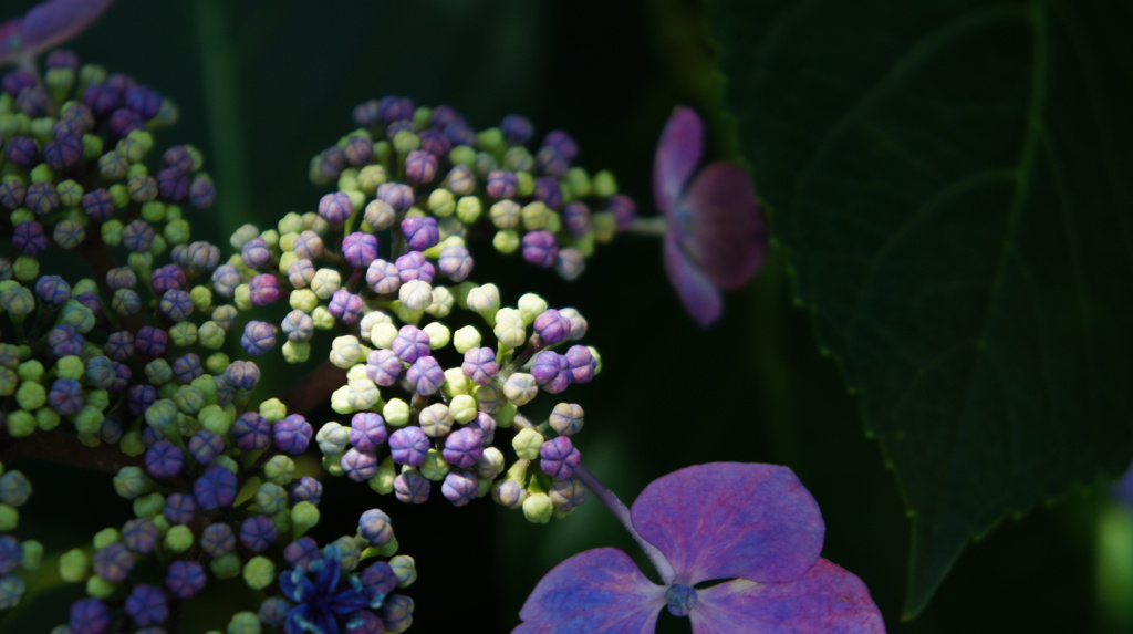 がくあじさい　Ⅱ