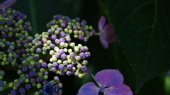 がくあじさい　Ⅱ