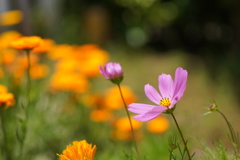 秋桜が咲ていました