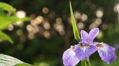 我が家のあやめ　3