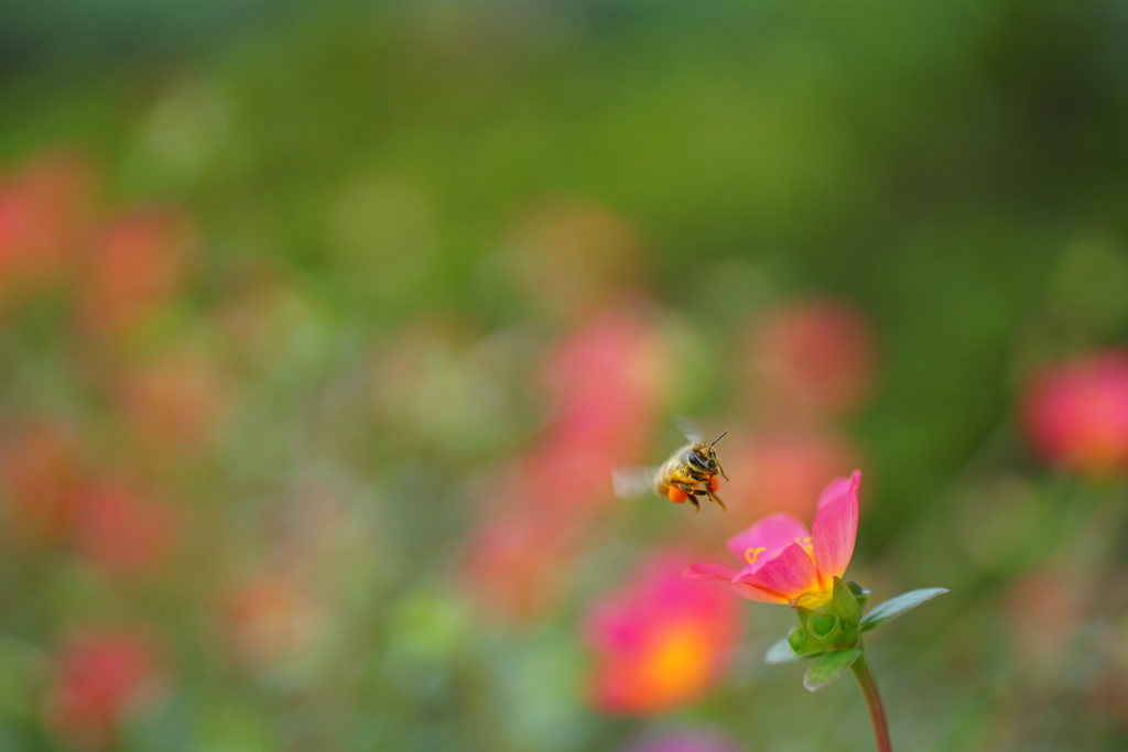蜜の香り