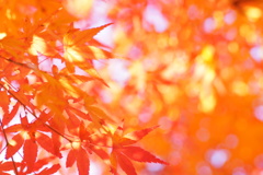 冬の温もり　Ⅲ
