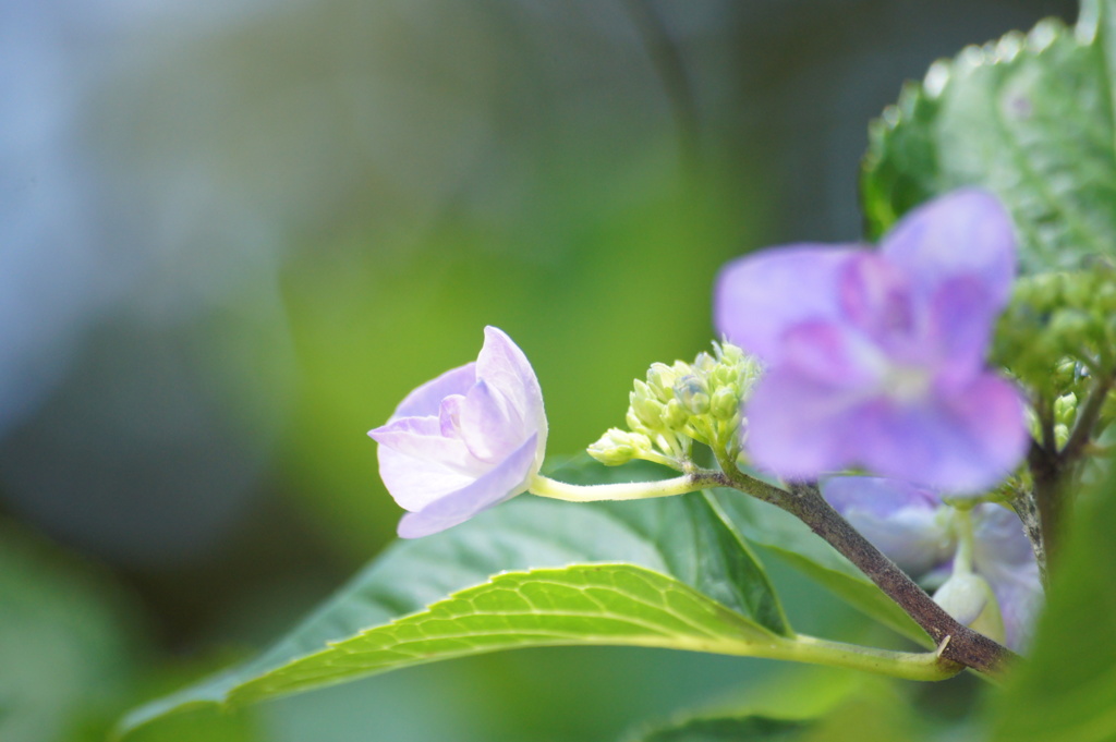 紫陽花Ⅵ