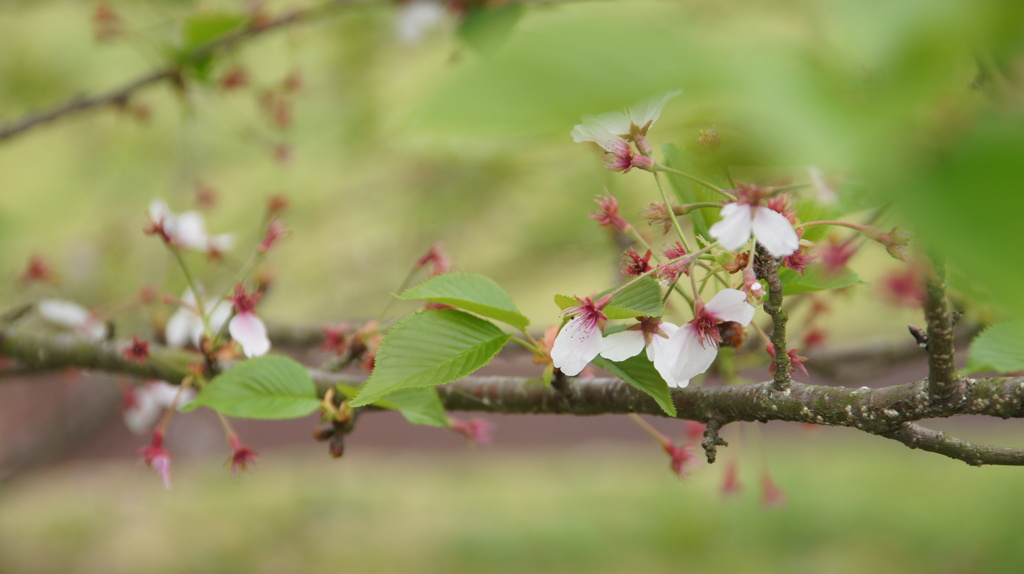 散りゆく桜