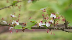 散りゆく桜