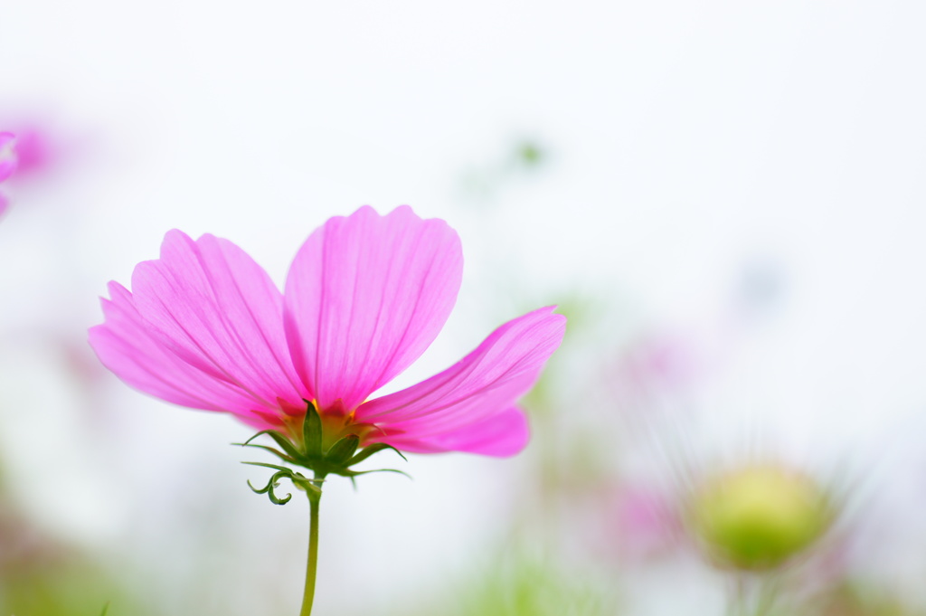 コスモス