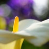 Calla