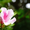 春の陽ざし 26