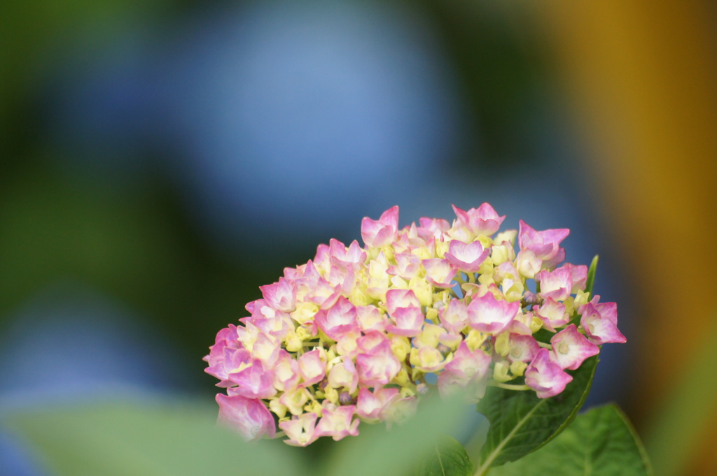 紫陽花Ⅶ