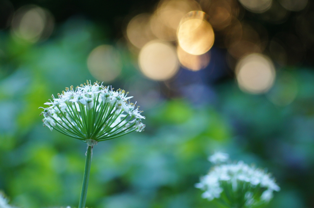 niraの花満開