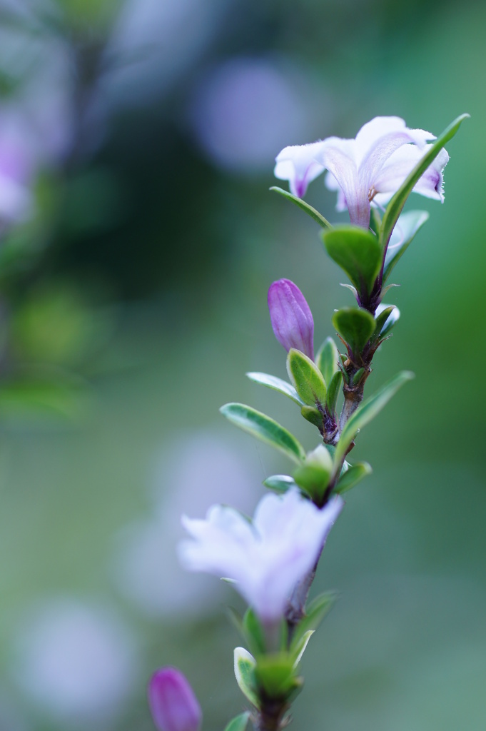 咲き始めました　(ハクチョウゲ)