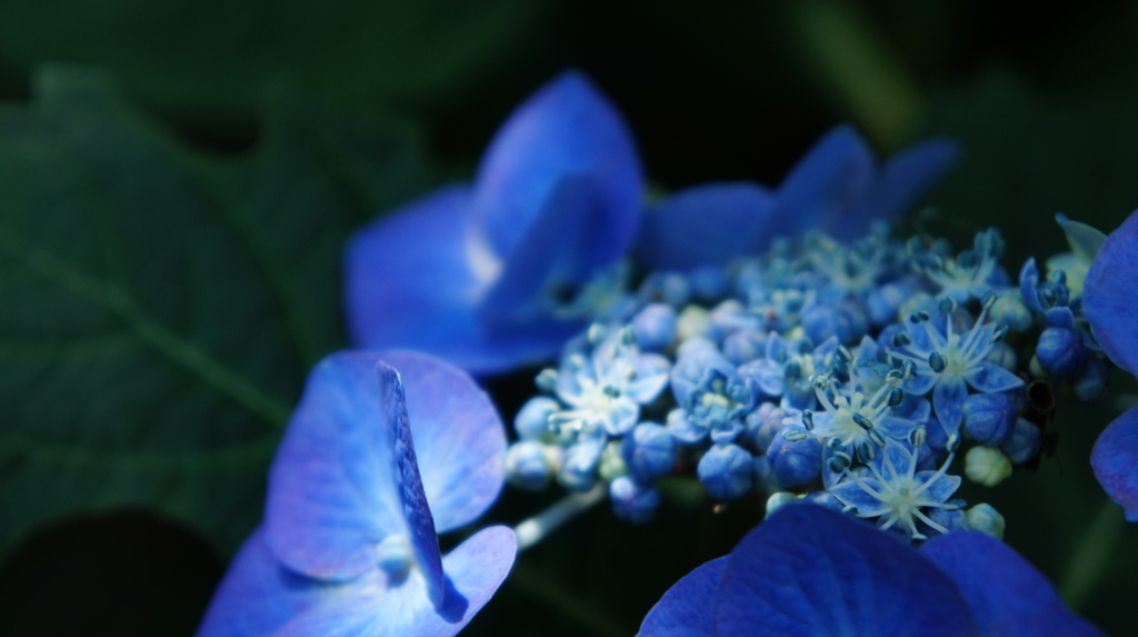 がくあじさい　Ⅰ