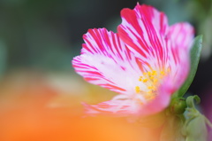 梅雨の晴れ間　Ⅲ
