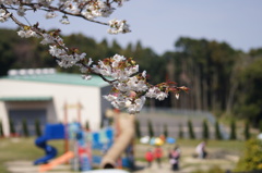春　Ⅴ