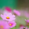 秋桜