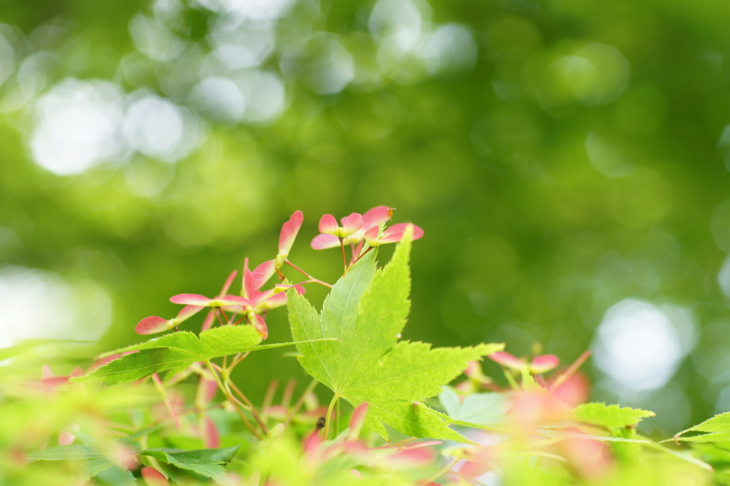 もみじの花　1