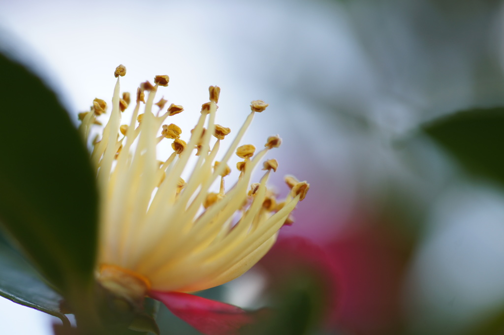 花びらがなくても
