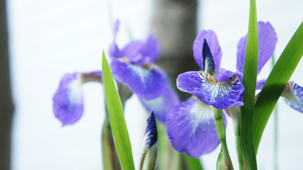 我が家のあやめ　1