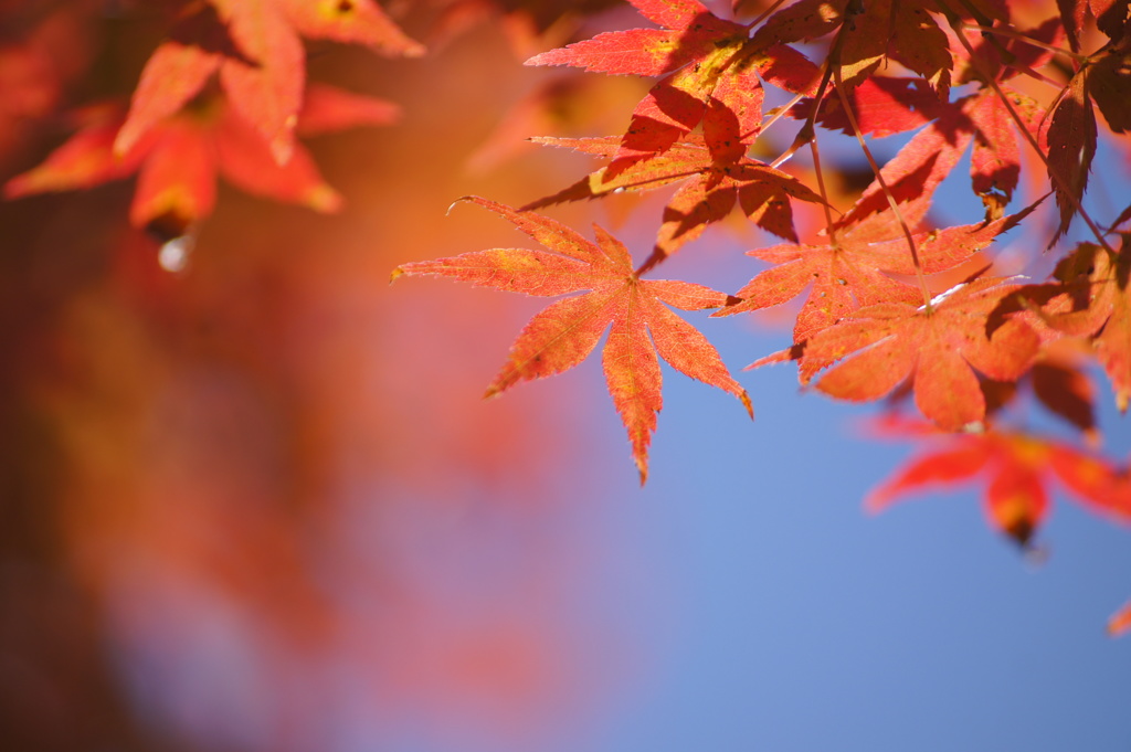 紅色