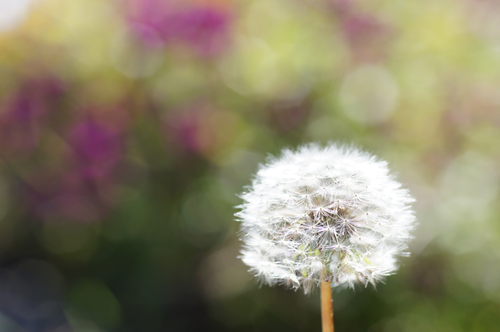 たんぽぽの綿毛