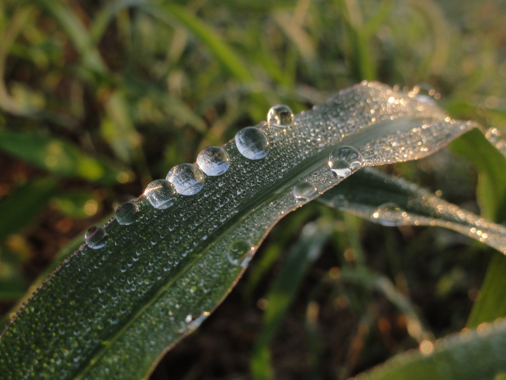 水玉