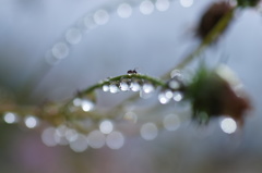 秋雨のなかで～