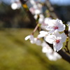 春の陽ざし 18