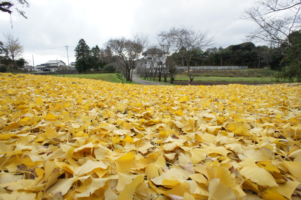 黄色いじゅうたん