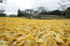 黄色いじゅうたん