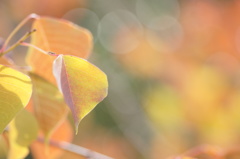 あき・いろ…に Ⅰ