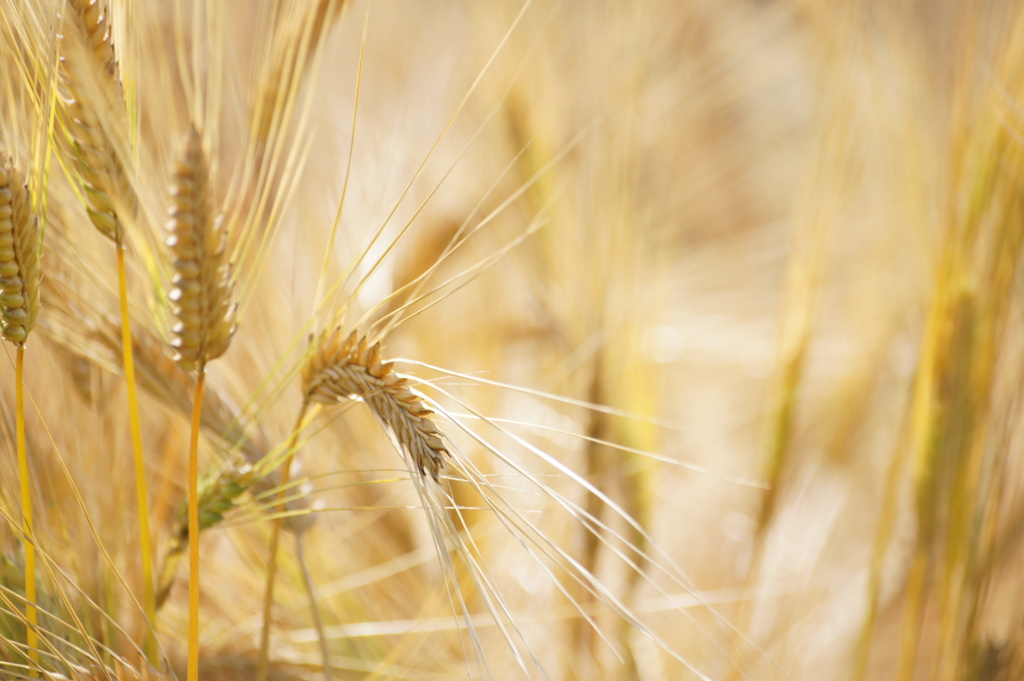 金の麦