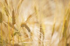 金の麦