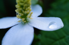 ひと息(ドクダミ)