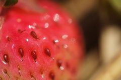 strawberry