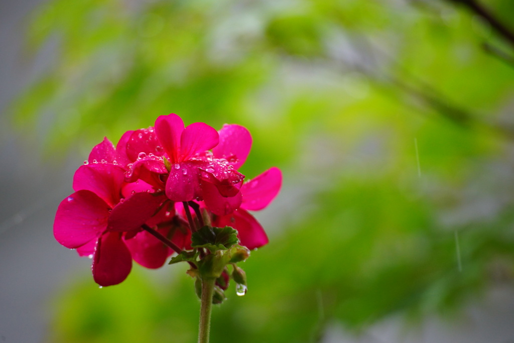 雨の休日 1