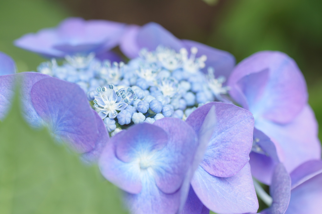 花の中に・・・花