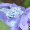 花の中に・・・花