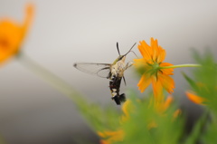 ホシホウジャック