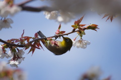 春　Ⅳ