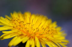 タンポポのときめき