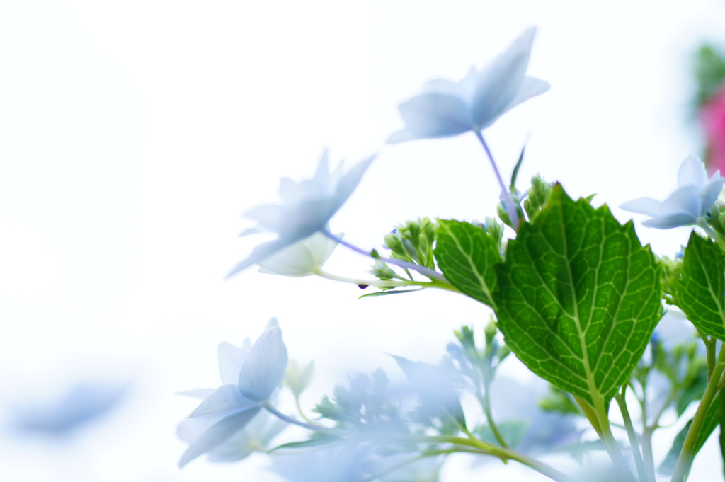 紫陽花