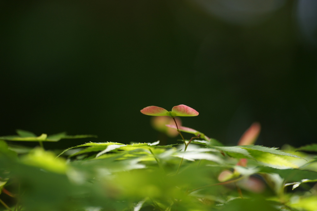 もみじの花 2