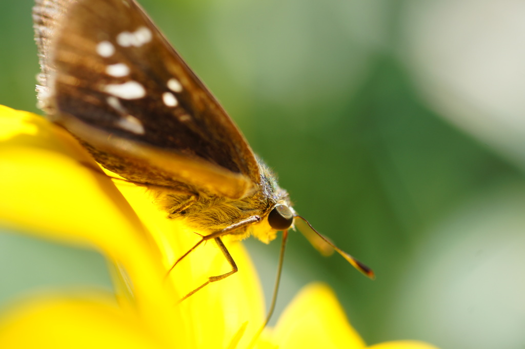 きれいに撮ってる