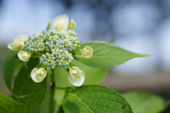 紫陽花