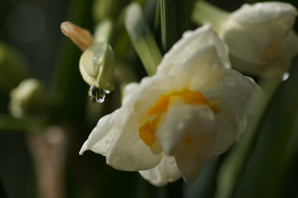 つぼみと水滴
