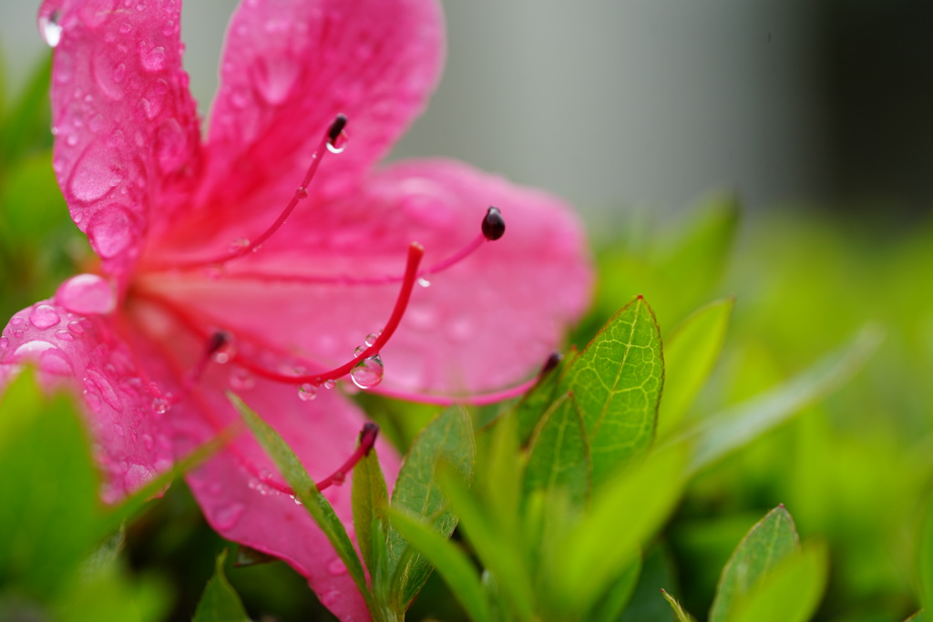 雨上がり 9