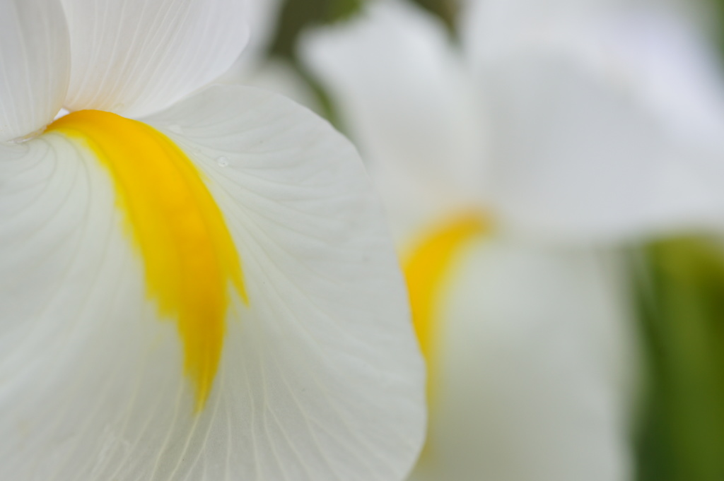 Dutch iris,lris